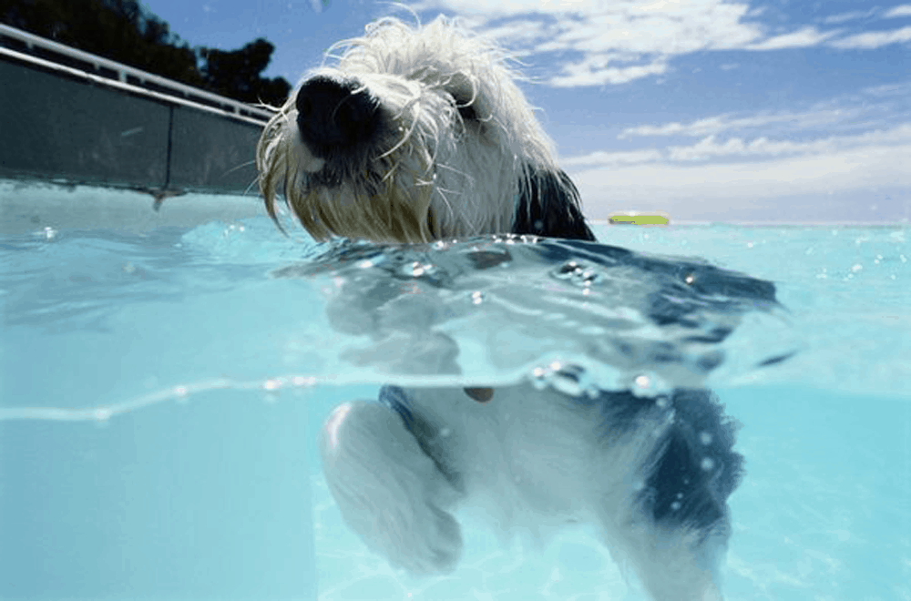 A white dog swimming in a pool.