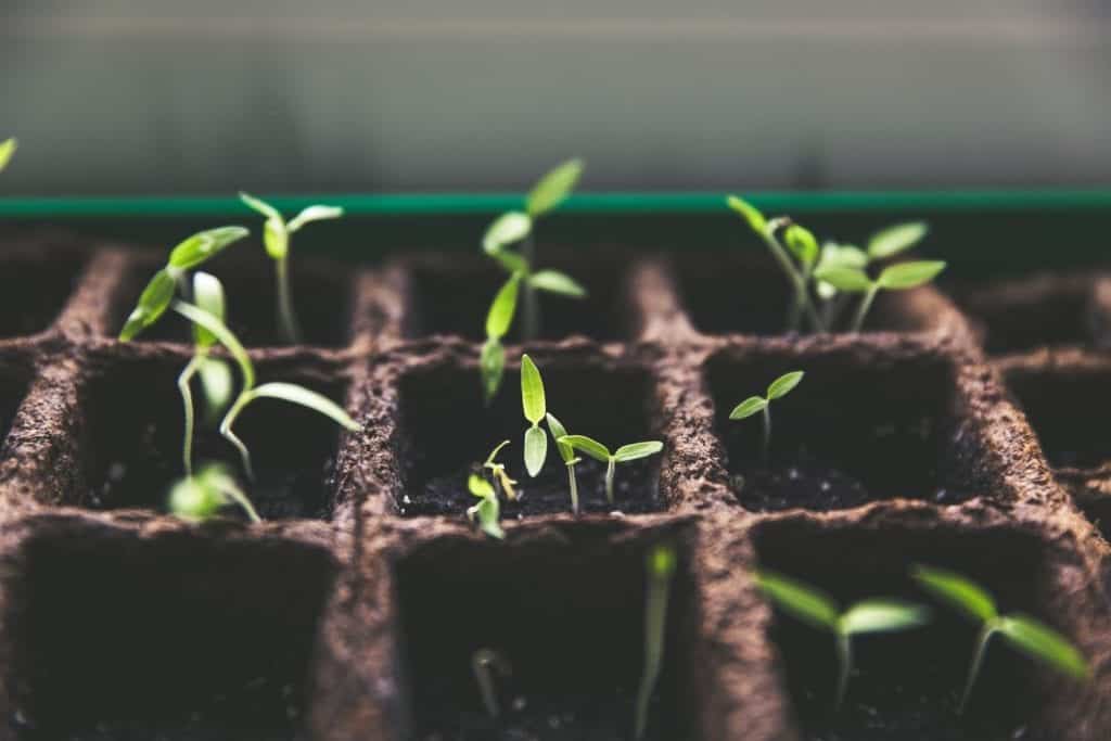 Multiple seedlings growing, image for good business post.