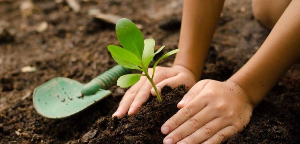 Two hands in the dirt planting a green plant. Image used to share our Climate Neutral Certification.