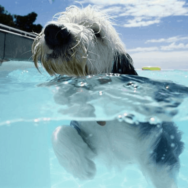 A white dog swimming in a pool.